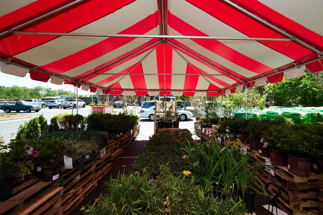 canopy tent rentals for pop up sales
